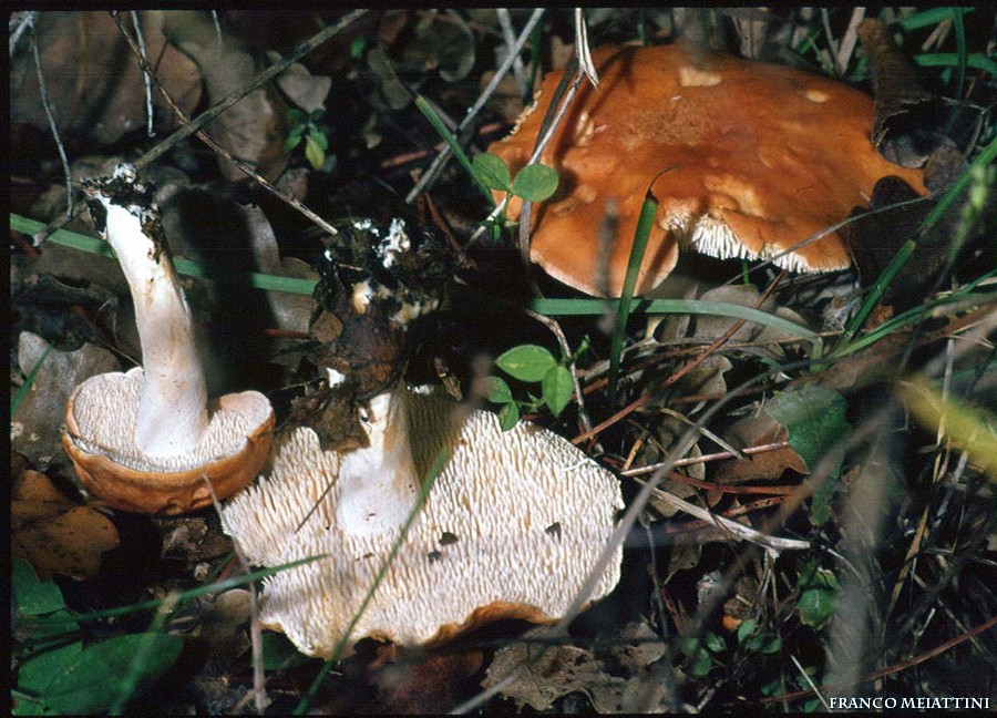 Ritrovamenti di fine Dicembre 2008  parte 1a